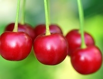 Agro Ferticrop će graditi kompleks za preradu i proizvodnju trešnje i drugog sitnog voća