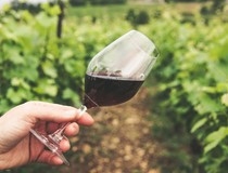 Francuska: Izvoz vina i žestokih pića premašio pretpandemijski nivo
