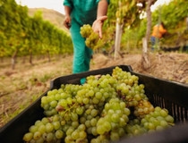 Francuska: Očekuje se najslabija proizvodnja vina u istoriji