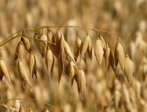 FAO: Cene hrane u januaru blizu rekorda u poslednjih 10 godina
