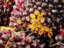 Raste cena palminog ulja usled sukoba u Ukrajini 