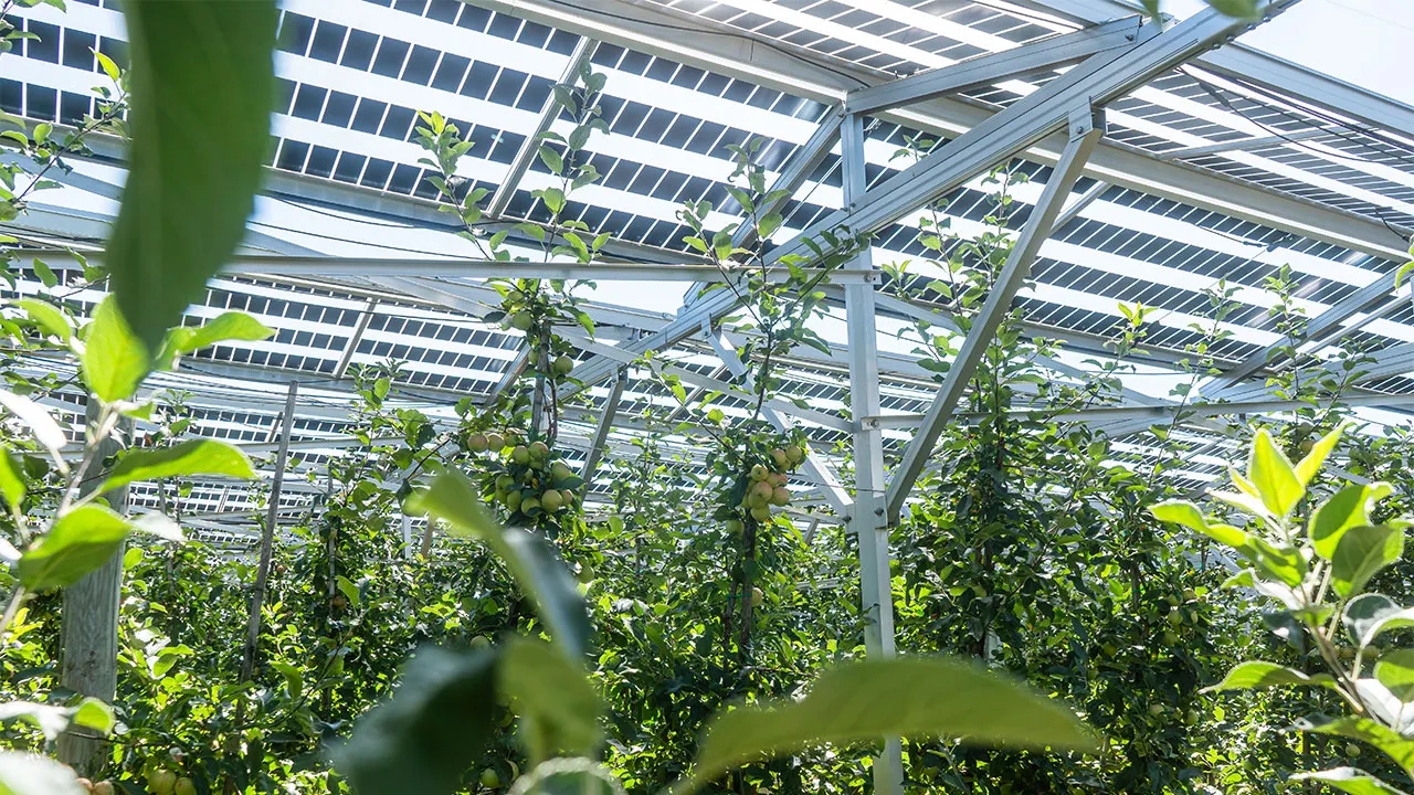 dm nabavlja električnu energiju iz agrifotonaponskog postrojenja