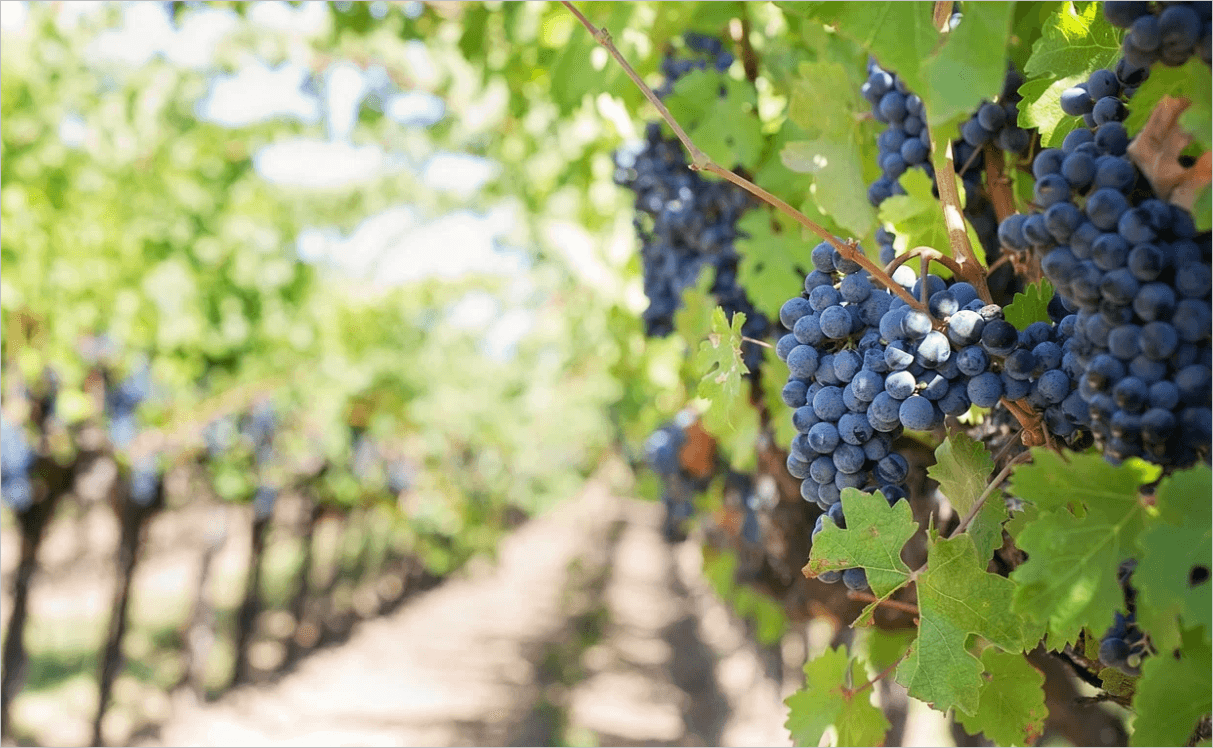Austrijski Falstaff: Srbija vinogradarska zemlja u usponu
