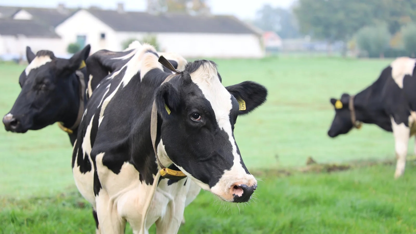 Danska: Mlekarska grupa Arla uvodi podsticaj farmerima za održivost