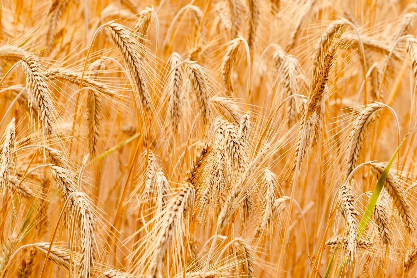 EU: Ograničenje uvoza žitarica iz Ukrajine produženo do 15. septembra