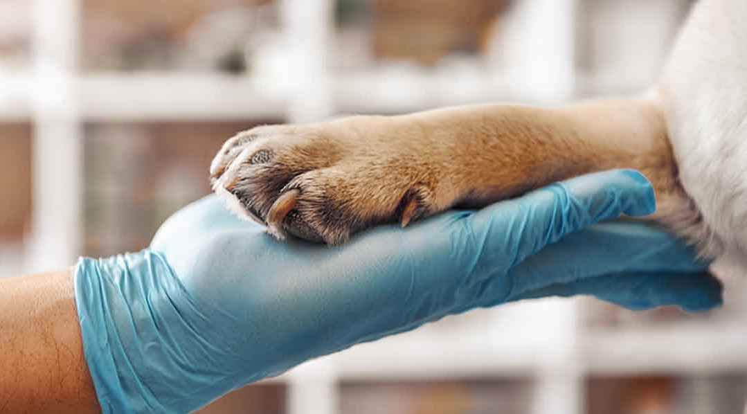 SAD: Mars kupuje kompaniju za veterinarsku opremu Heska za 1,3 milijarde dolara