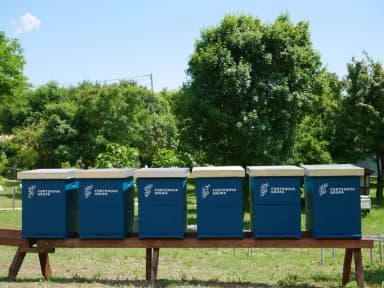 Pčele Fortenova grupe od aprila oprašile više od 196 miliona cvetova
