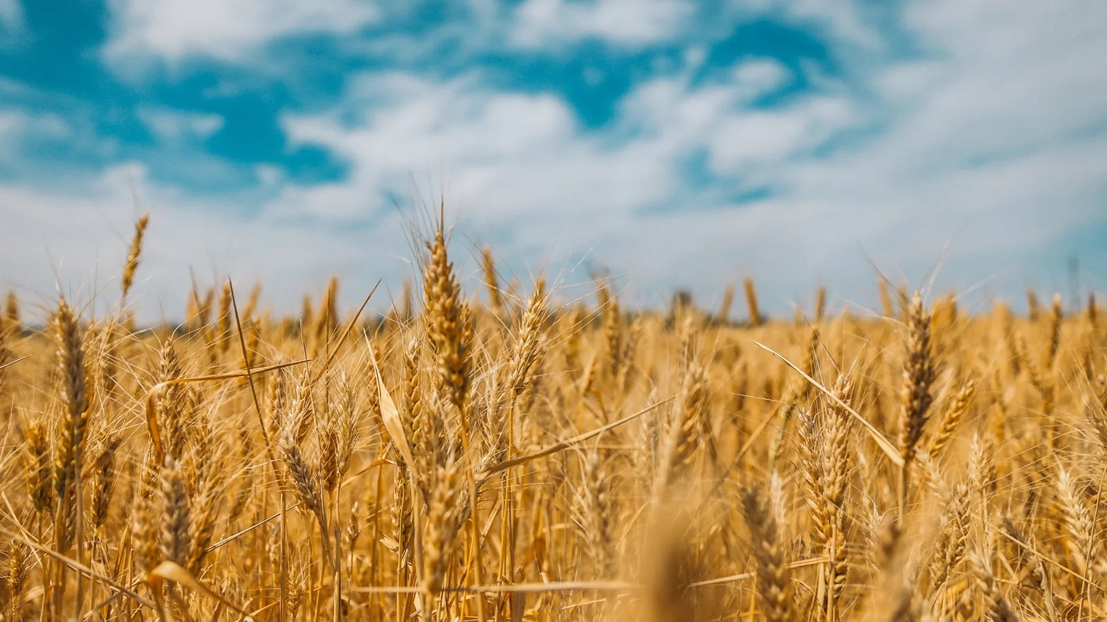 FAO: Pad cena hrane u svetu tokom avgusta